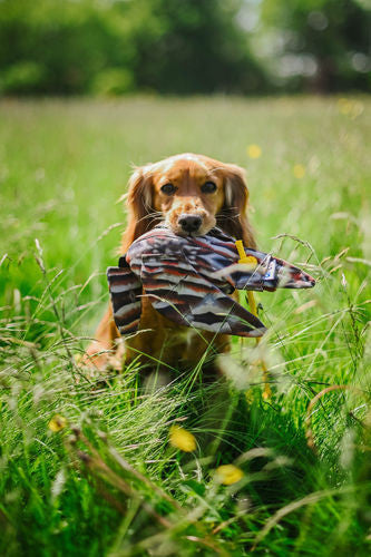 Dead bird dummy partridge